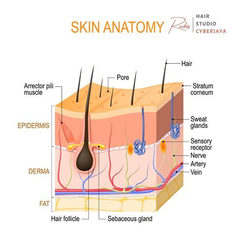 Pore vs Hair Follicle Insights – Beauty Affairs US